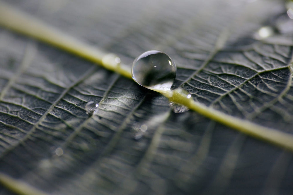 Tradition trifft Wissenschaft